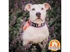 Adopt Aspen a Pointer, Mixed Breed