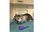 Adopt Jane a Domestic Short Hair