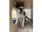 Adopt Krystal a Domestic Short Hair