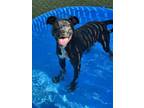 Adopt Brittany Broski a Pit Bull Terrier, Mixed Breed