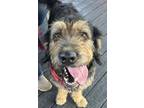 Adopt Michelle* (HW -) a Rottweiler, Standard Poodle