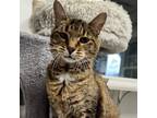 Adopt Monique a Domestic Short Hair