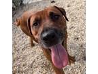 Adopt Big Red a Rhodesian Ridgeback, Mixed Breed