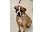Adopt 44355 Joonie a Boxer