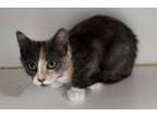 Adopt Sweet Pea a Domestic Medium Hair