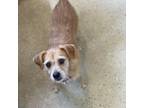 Adopt Zahara (aka Doggy) a Terrier, Mixed Breed