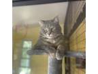 Adopt Zoey (aka Bee Bee) a Domestic Short Hair