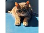 Adopt Bella a Domestic Short Hair