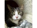 Adopt Piper a Tabby