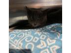 Adopt Darlene a Domestic Long Hair