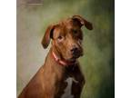 Adopt Zoe a Pit Bull Terrier, Labrador Retriever