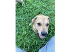 Adopt Miranda - CL a Rhodesian Ridgeback, Hound