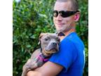 Adopt Malibu a American Staffordshire Terrier