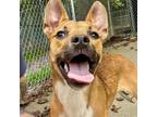 Adopt Willow a Feist, Basenji