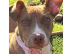 Adopt Eartha Pitt a American Staffordshire Terrier, Pharaoh Hound