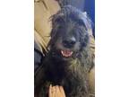 Adopt Bridgette a Irish Wolfhound
