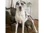 Adopt Polly a Great Dane