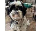 Adopt Kilee a Shih Tzu