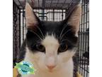 Adopt Tiana a Domestic Short Hair