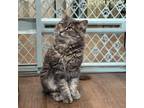 Adopt Italy a Domestic Medium Hair