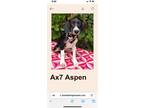 Adopt Aspen a Labrador Retriever, Hound