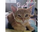 Adopt Pixel a Domestic Short Hair