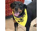 Adopt Mabel a Rottweiler, Mixed Breed