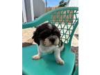 Adopt Ziti a Shih Tzu