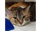Adopt Millie (KeyKey) a Domestic Short Hair