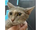 Adopt Cannoli a Domestic Short Hair
