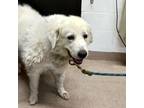 Adopt Lucy a Great Pyrenees