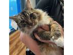Adopt Suzie a Domestic Medium Hair