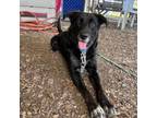 Adopt Baby a Labrador Retriever, Hound