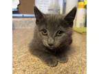 Adopt Olive a Domestic Short Hair