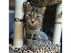 Adopt Thelma a Domestic Short Hair