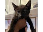 Adopt Pepper a Domestic Short Hair