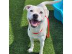 Adopt Veda a Pit Bull Terrier