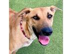 Adopt June a Black Mouth Cur