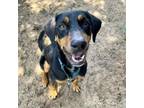 Adopt Khadijah a Doberman Pinscher