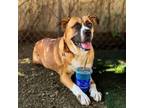 Adopt Americus Nation a Black Mouth Cur, Boxer