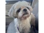 Adopt Lucille a Shih Tzu