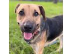 Adopt Athena a Hound, Mixed Breed