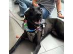 Adopt Siren a Labrador Retriever, Mixed Breed