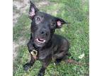 Adopt Hiccup a Labrador Retriever, Mixed Breed