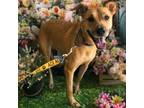 Adopt Zoey 101 a Black Mouth Cur, Mixed Breed