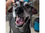 Adopt Eloise a Whippet, Mixed Breed