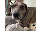 Adopt Grace a Catahoula Leopard Dog, Mixed Breed