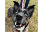 Adopt Willow a Cattle Dog, German Shepherd Dog
