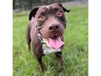Adopt Honolulu a Pit Bull Terrier, Mixed Breed