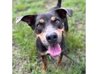 Adopt Dippin` Dot a Pit Bull Terrier, Mixed Breed